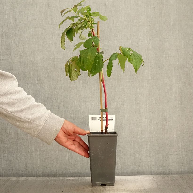 Raspberry Malling Passion - Rubus idaeus 2L/3L pot sample as delivered in autumn