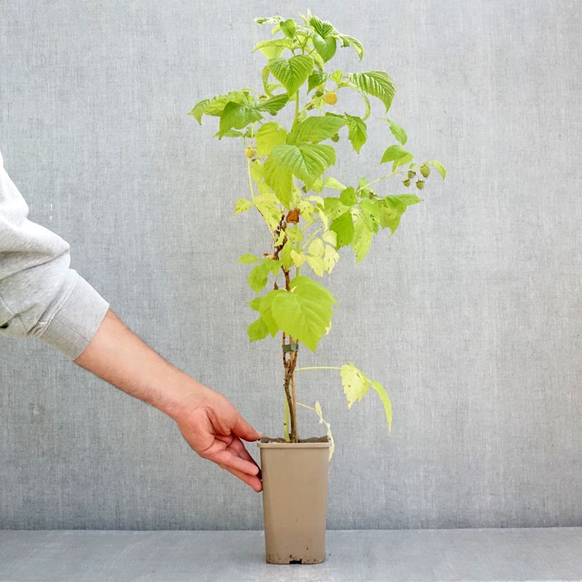 Rubus idaeus Twotimer Sugana Yellow - Raspberry 1.5L/2L pot sample as delivered in spring