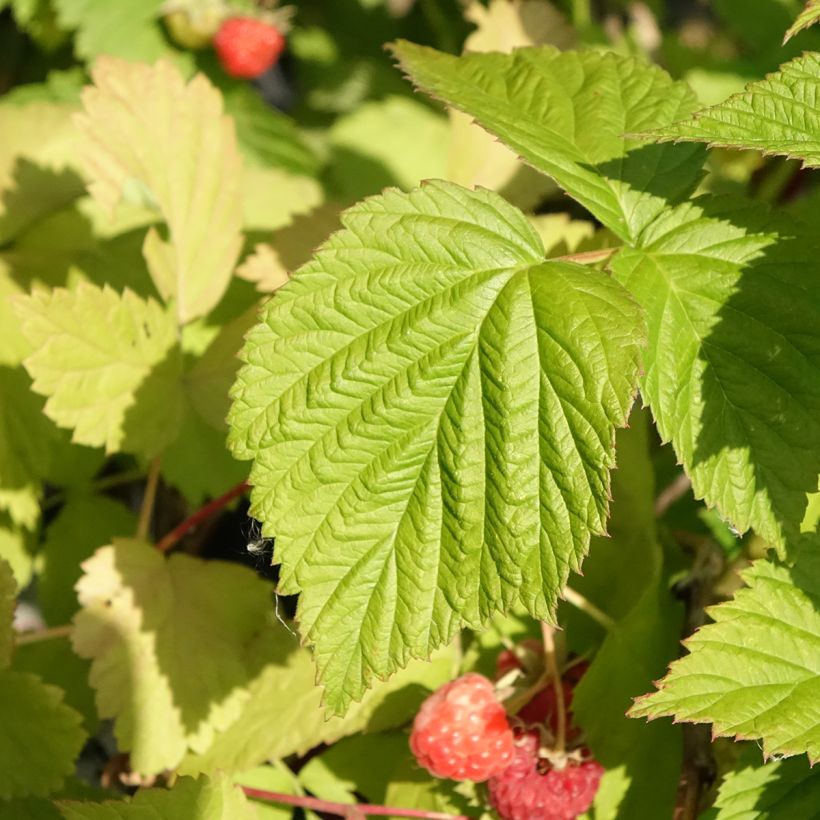 Rubus idaeus Versailles Bio - Raspberry (Foliage)