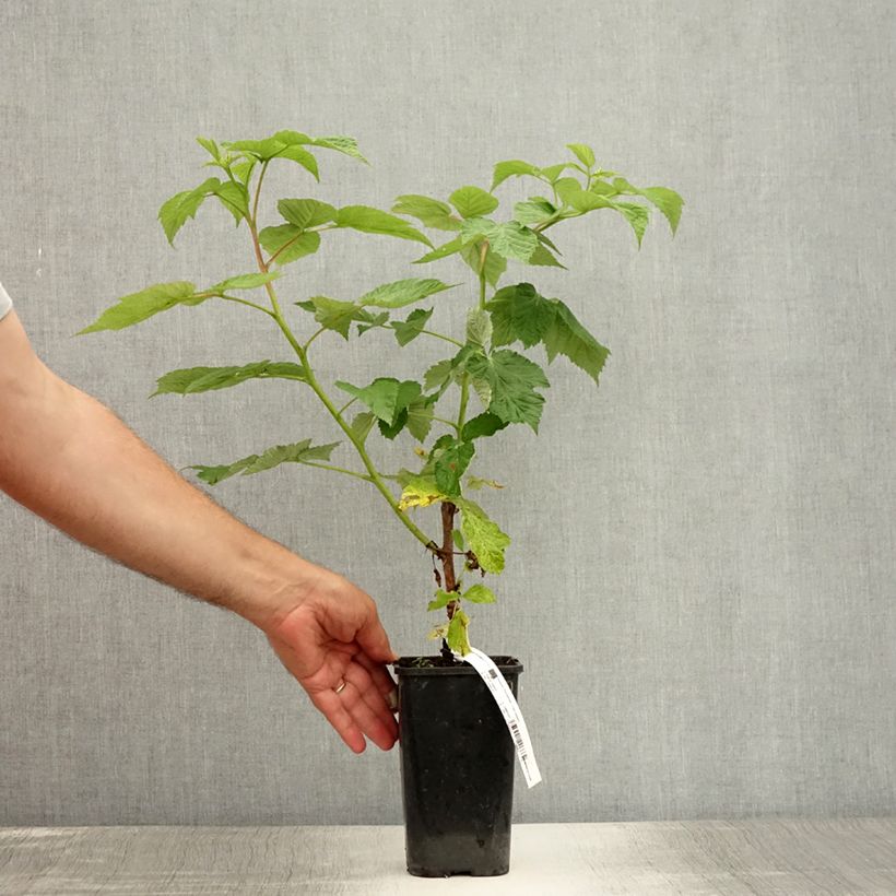 Rubus idaeus Versailles - Raspberry 1L/1.5L pot, Clump sample as delivered in summer