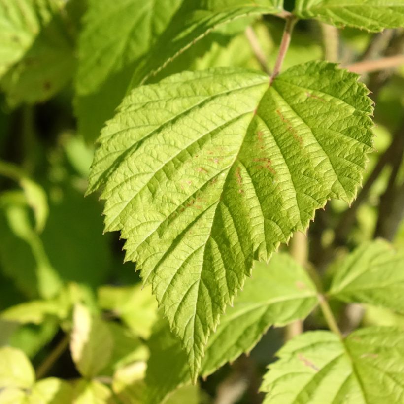Organic Raspberry Willamette - Rubus idaeus (Foliage)