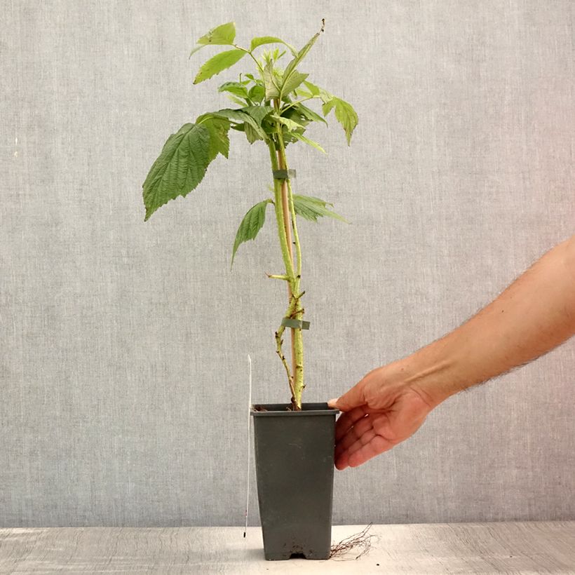 Raspberry Willamette - Rubus idaeus 1.5L/2L pot, Bush sample as delivered in summer