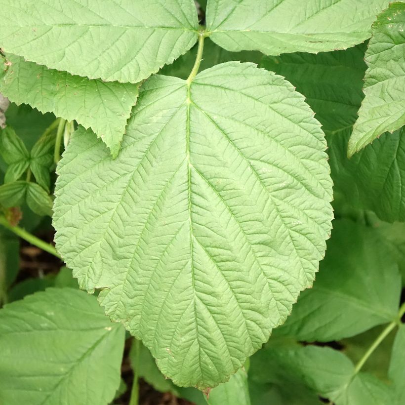 Raspberry Zeva Herfsternte - Rubus idaeus (Foliage)