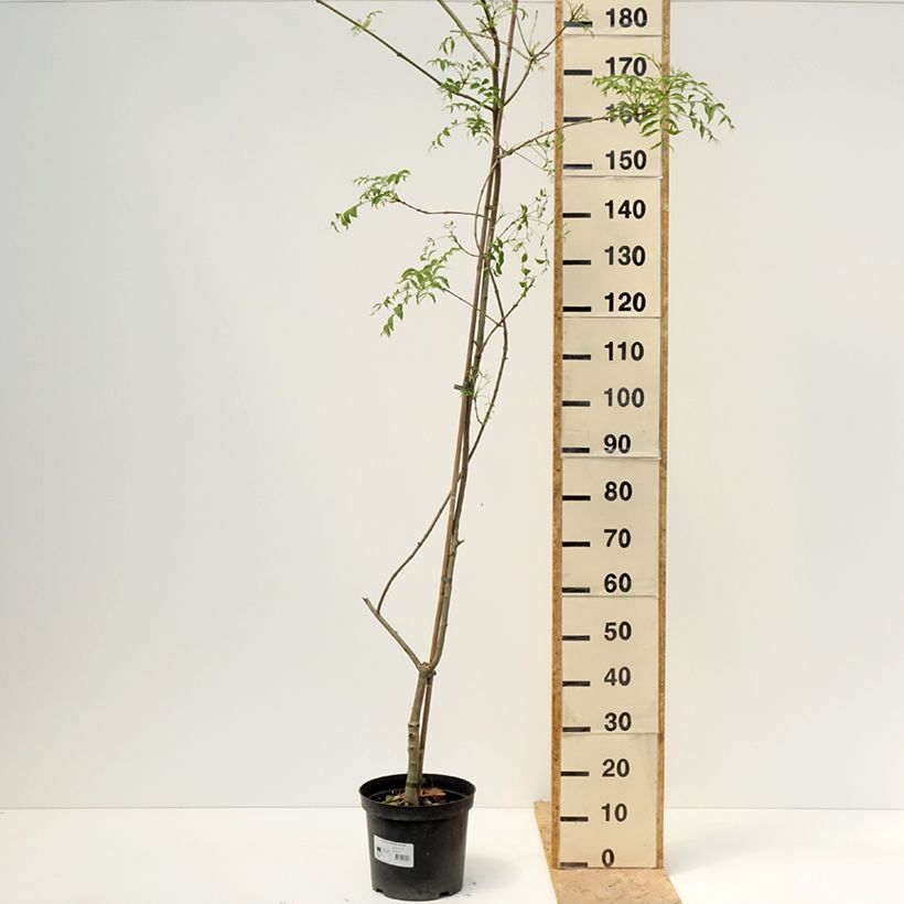 Fraxinus excelsior Aarsee - Common Ash 7.5L/10L pot sample as delivered in spring