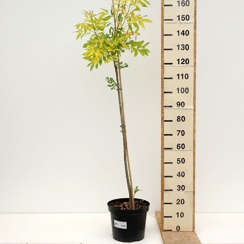 Fraxinus excelsior Foliis Aureis - Ash 7.5L/10L pot sample as delivered in spring