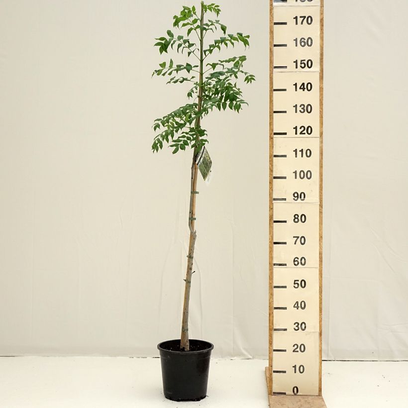 Fraxinus excelsior - Ash 7.5L/10L pot sample as delivered in spring