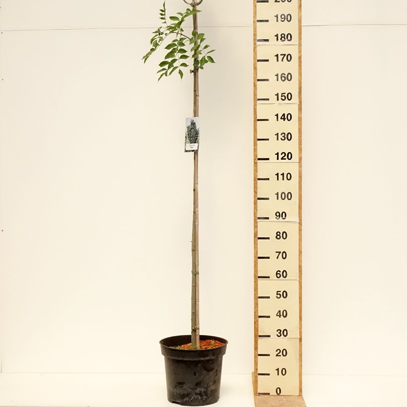 Fraxinus pennsylvanica Crispa - Green ash 30L/35L pot sample as delivered in spring