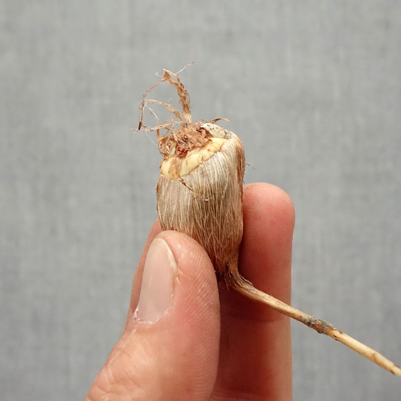 Freesia Double Mix Bulb size 4+ sample as delivered in spring