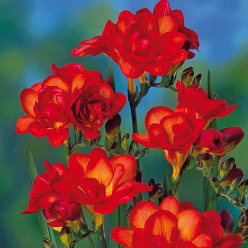 Freesia Double Orange (Flowering)