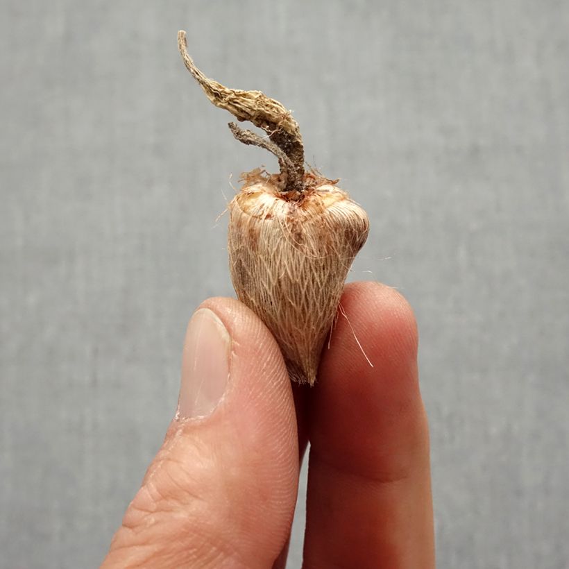 Freesia Double Rose Bulb size 4+ sample as delivered in spring