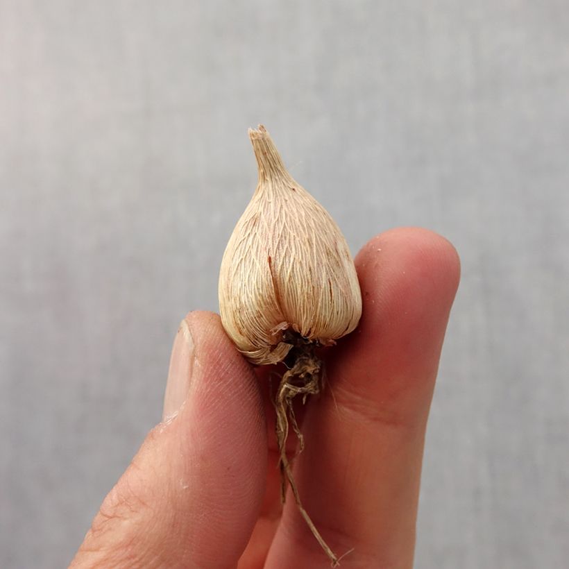 Freesia Simple Blanc Bulb size 5+ sample as delivered in spring