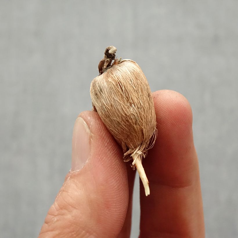 Freesia Simple Mix Bulb size 6+ sample as delivered in spring