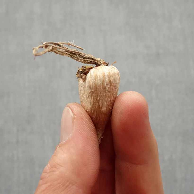 Freesia Single Orange Bulb size 5+ sample as delivered in spring