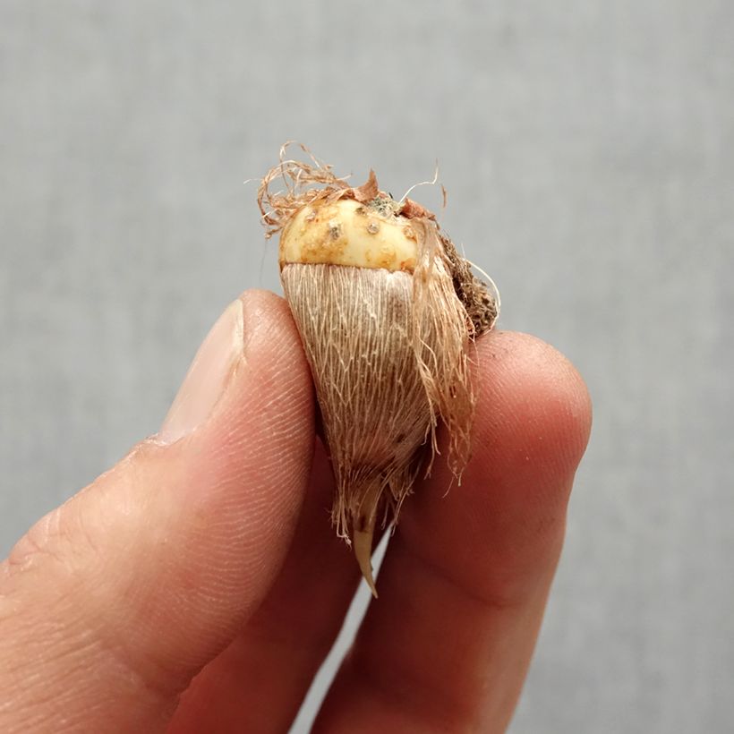 Freesia Single Red Bulb size 5+ sample as delivered in spring