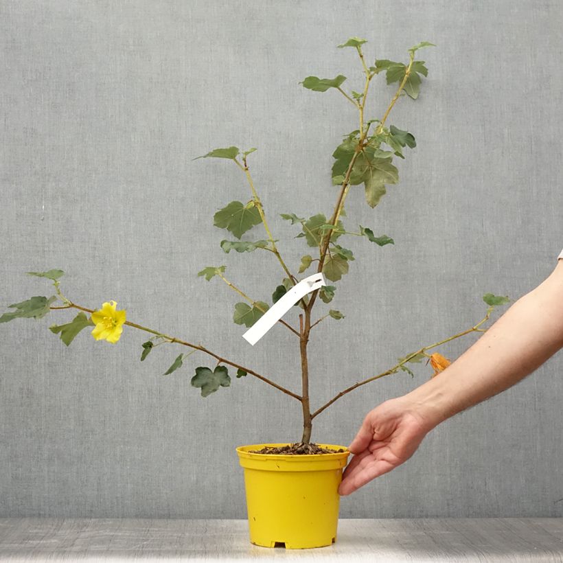Fremontodendron californicum 2L/3L pot sample as delivered in summer