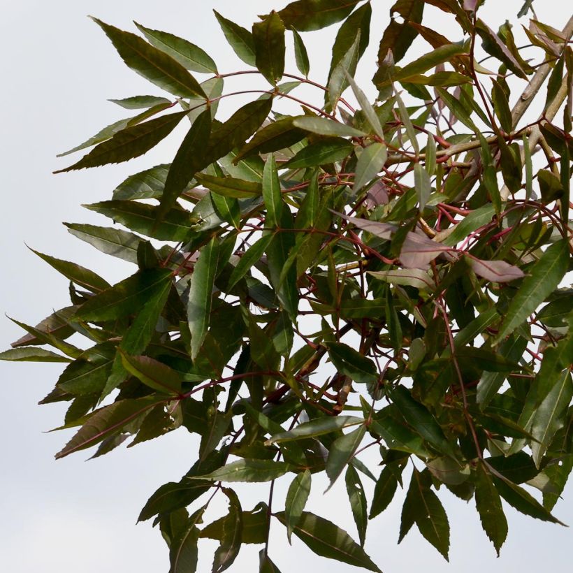 Example of Fraxinus angustifolia Raywood - Ash 30L/35L pot specimen as delivered