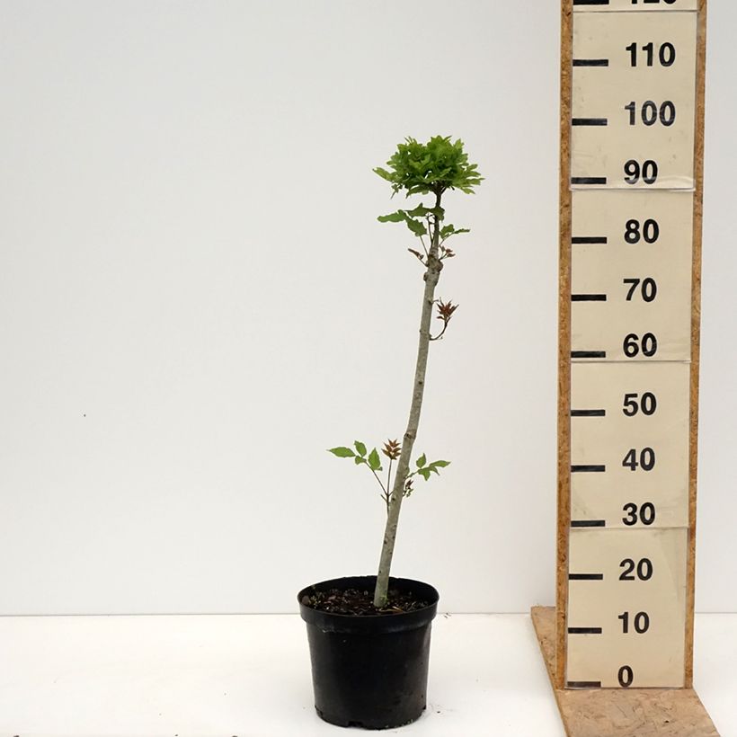Fraxinus excelsior Abiona 7.5L/10L pot sample as delivered in spring