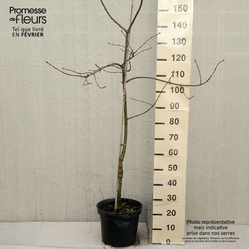 Fraxinus angustifolia Variegata - Ash 7.5L/10L pot sample as delivered in winter