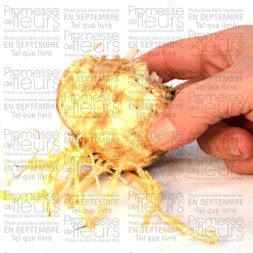 Example of Fritillaria imperialis Aureomarginata Bulb size 20+ specimen as delivered