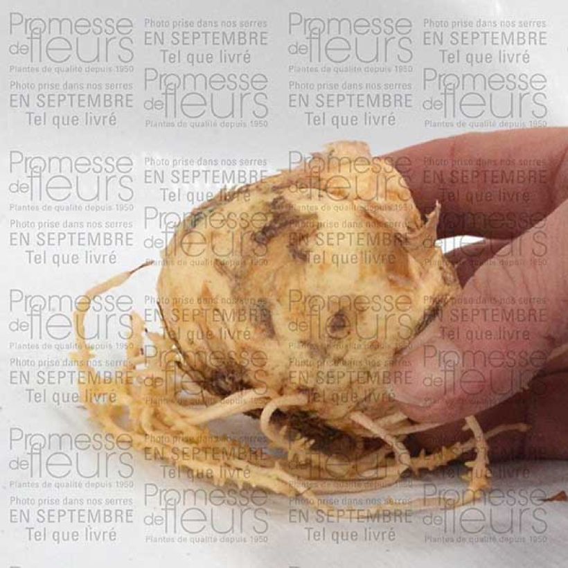 Example of Fritillaria imperialis Lutea Bulb size 20+ specimen as delivered