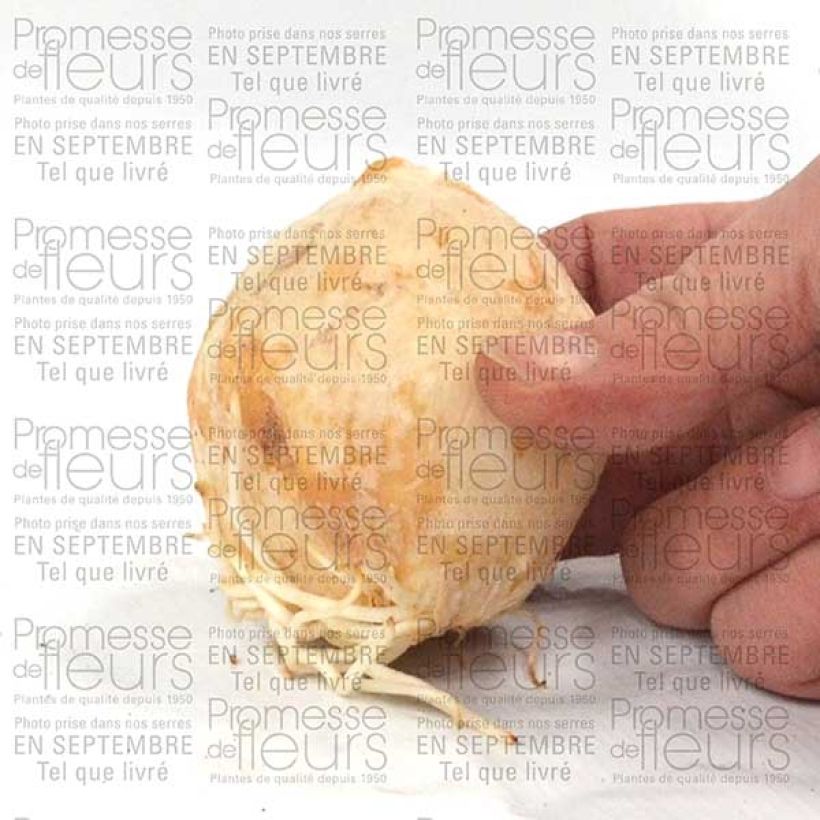 Example of Fritillaria persica Adiyaman Bulb size 20+ specimen as delivered