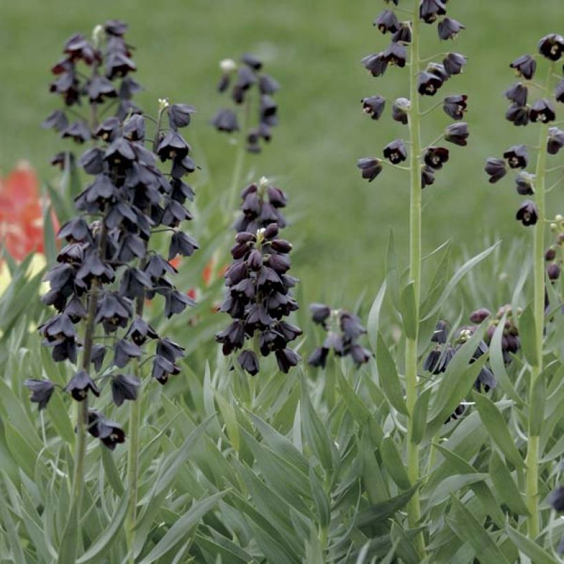 Fritillaria persica Adiyaman (Plant habit)