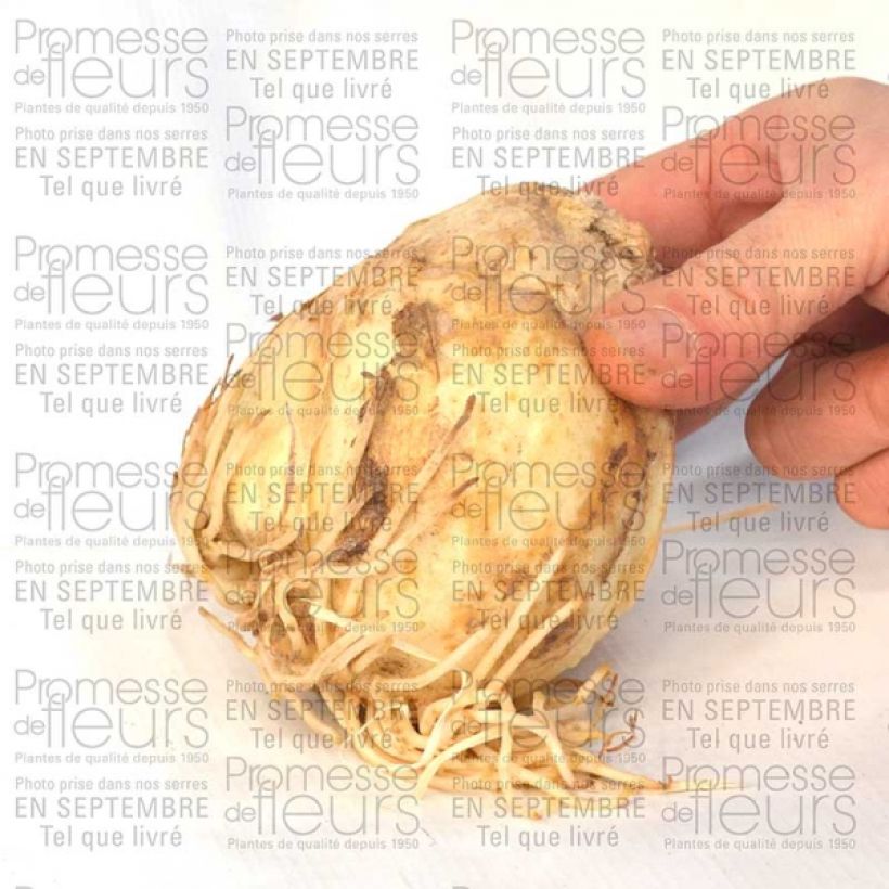 Example of Fritillaria persica Bicolour Magic Bells Bulb size 18/20 specimen as delivered