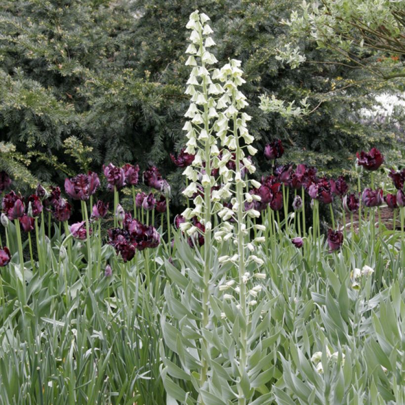 Example of Fritillaria persica Ivory Bells specimen as delivered