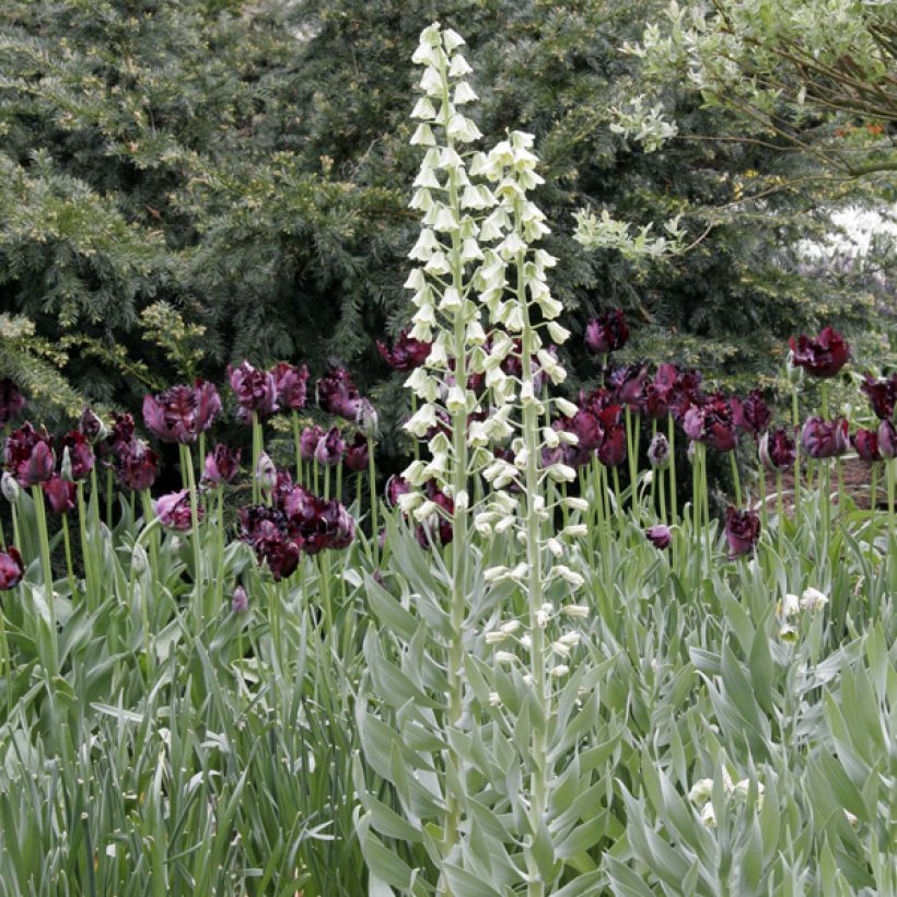 Example of Fritillaria persica Ivory Bells Bulb size 20+ specimen as delivered