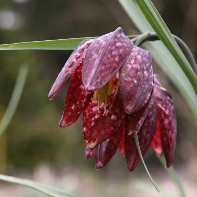 Fritillaria meleagris - Snake's Head Fritillary (Flowering)