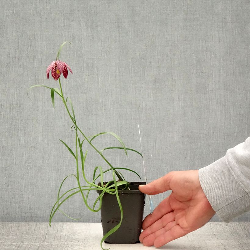 Fritillaria meleagris - Snake's Head Fritillary 8/9 cm pot size 6+ sample as delivered in summer