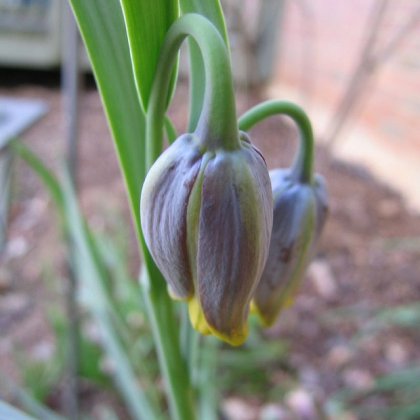 Fritillaria uva-vulpis  (Flowering)