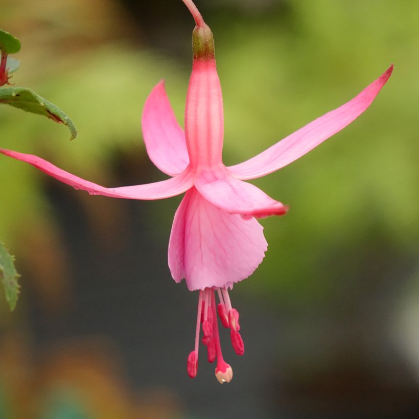 Fuchsia Beacon rosa (Flowering)