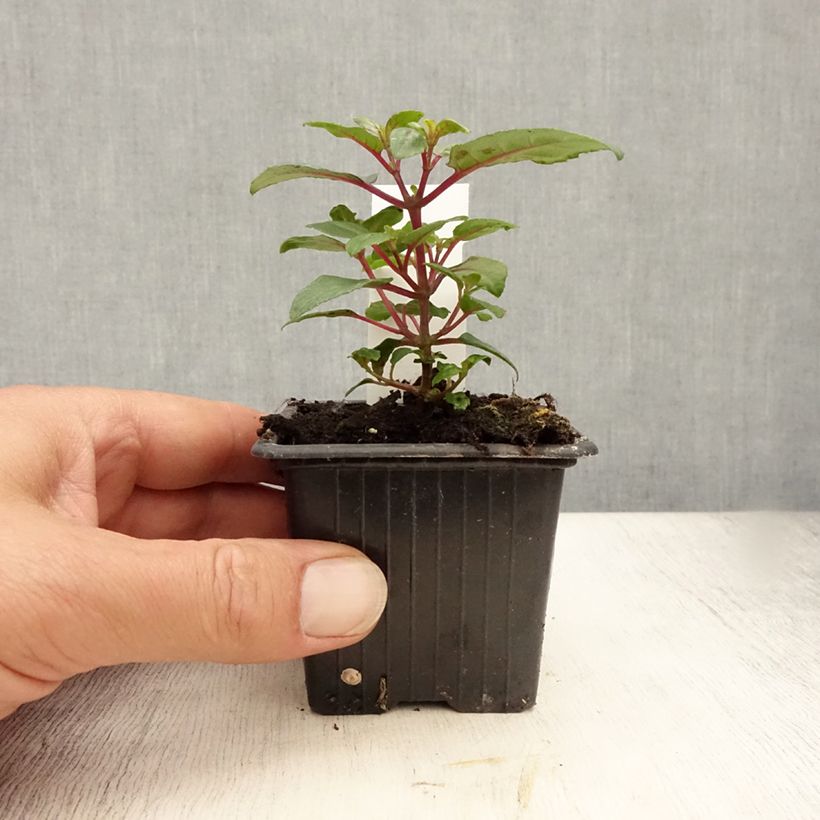 Fuchsia Bernadette 8/9 cm pot sample as delivered in summer