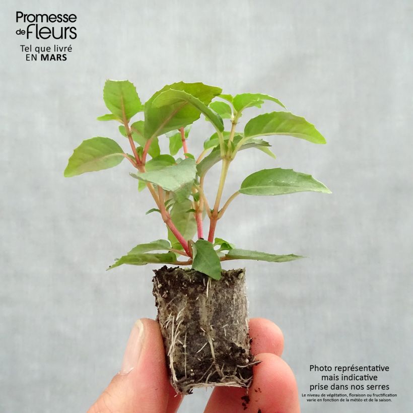Fuchsia Paula Jane Plug plant 3/4cm sample as delivered in spring