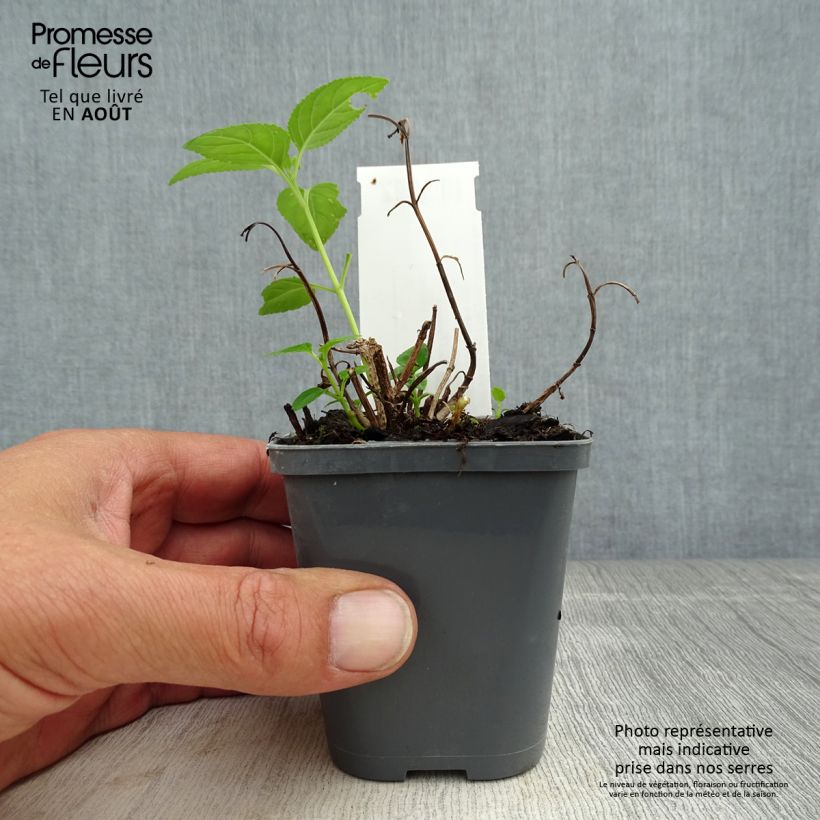 Phygelius aequalis Yellow Trumpet - Cape Fuchsia 8/9 cm pot sample as delivered in summer