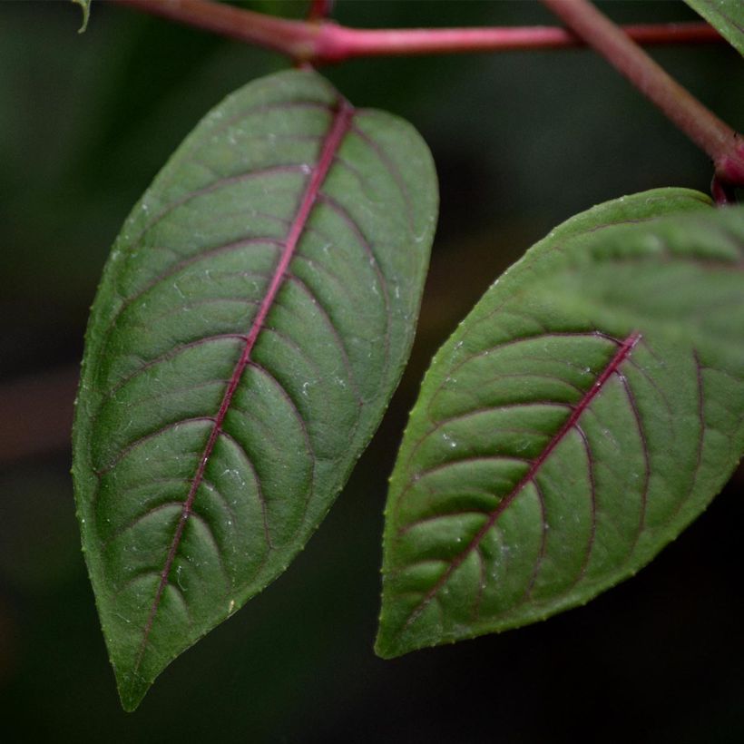 Fuchsia Lady Boothby (Foliage)