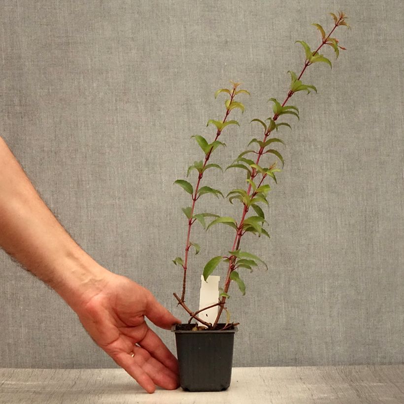Fuchsia magellanica 8/9 cm pot sample as delivered in summer