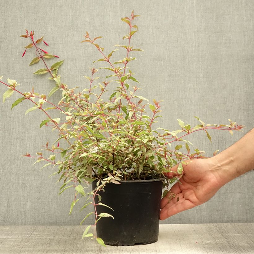 Fuchsia magellanica Tricolorii 2L/3L pot sample as delivered in summer