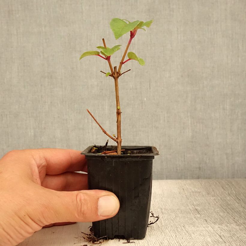 Fuchsia Dark Eyes 7/8 cm pot sample as delivered in summer