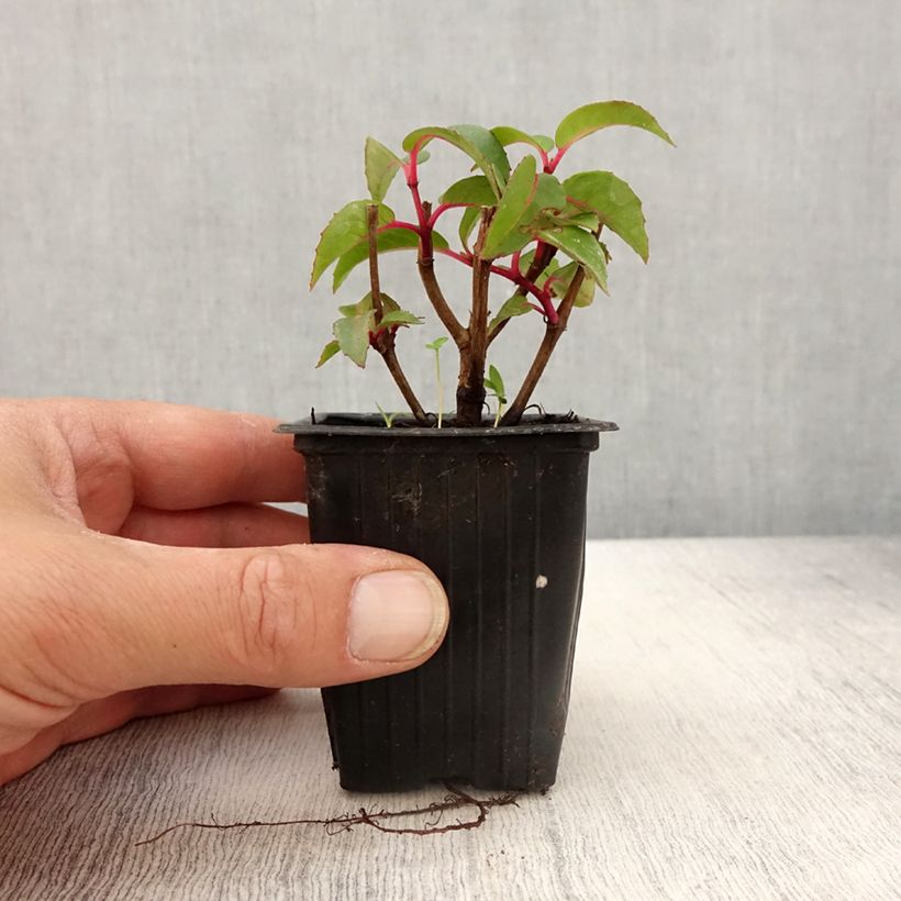Fuchsia Dark Eyes 7/8 cm pot sample as delivered in spring