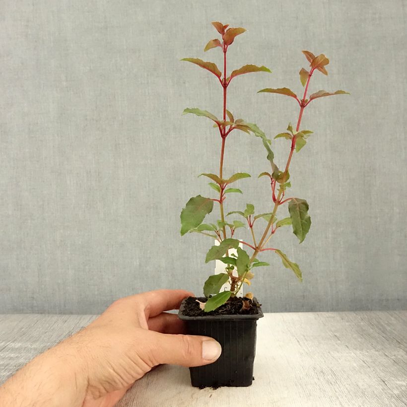 Fuchsia hybrida Alice Hoffman 8/9 cm pot sample as delivered in summer