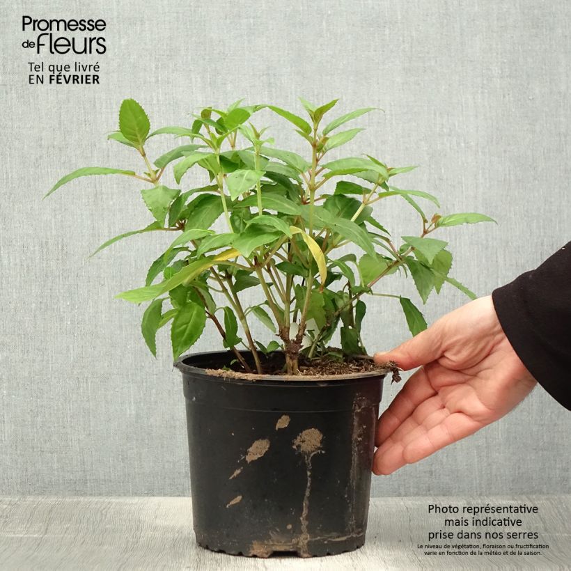 Fuchsia x hybrida Charming 3L/4L pot sample as delivered in winter