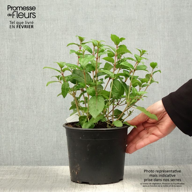 Fuchsia x hybrida Connie 3L/4L pot sample as delivered in winter