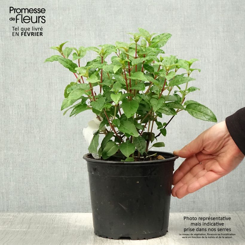 Fuchsia Princess Dollar 2L/3L pot sample as delivered in winter