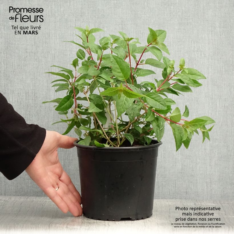 Fuchsia Princess Dollar 2L/3L pot sample as delivered in spring