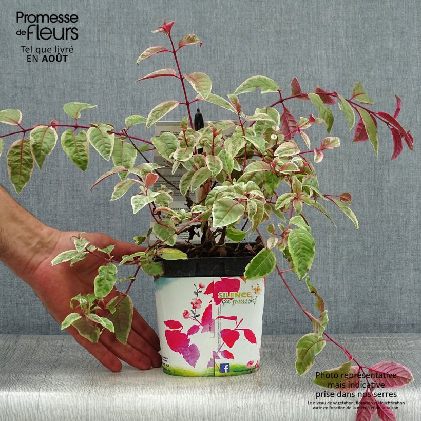 Fuchsia Tom West 2L/3L pot sample as delivered in summer