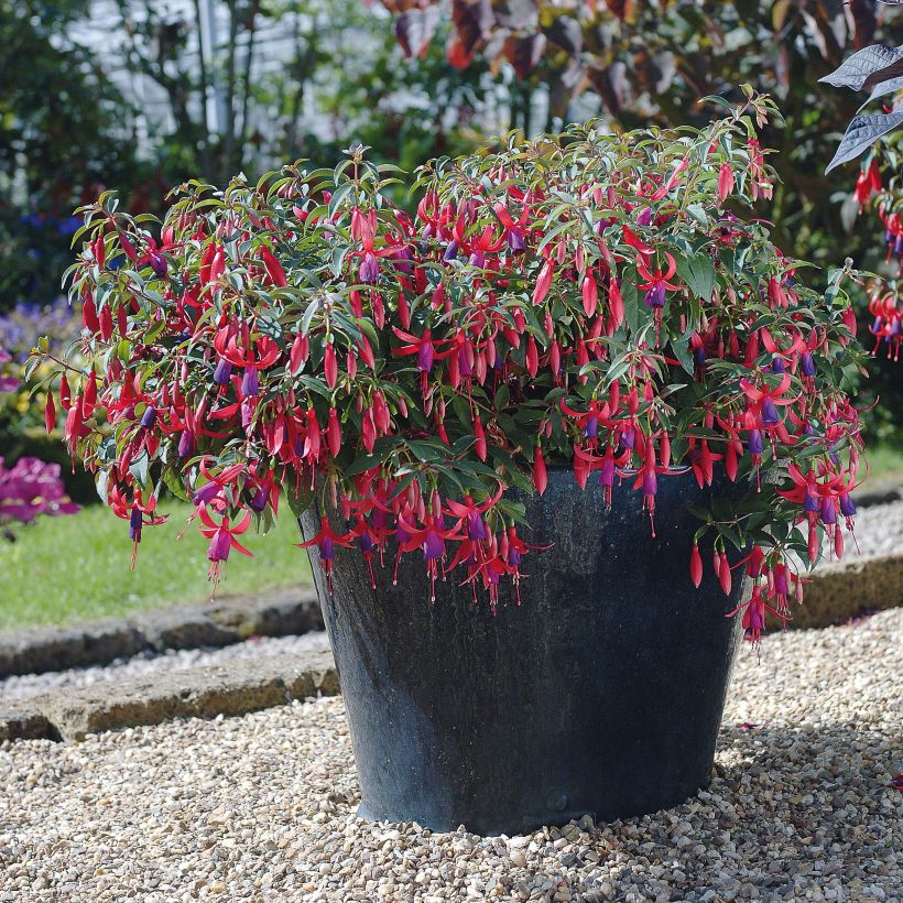 Fuchsia Sundancer (Flowering)