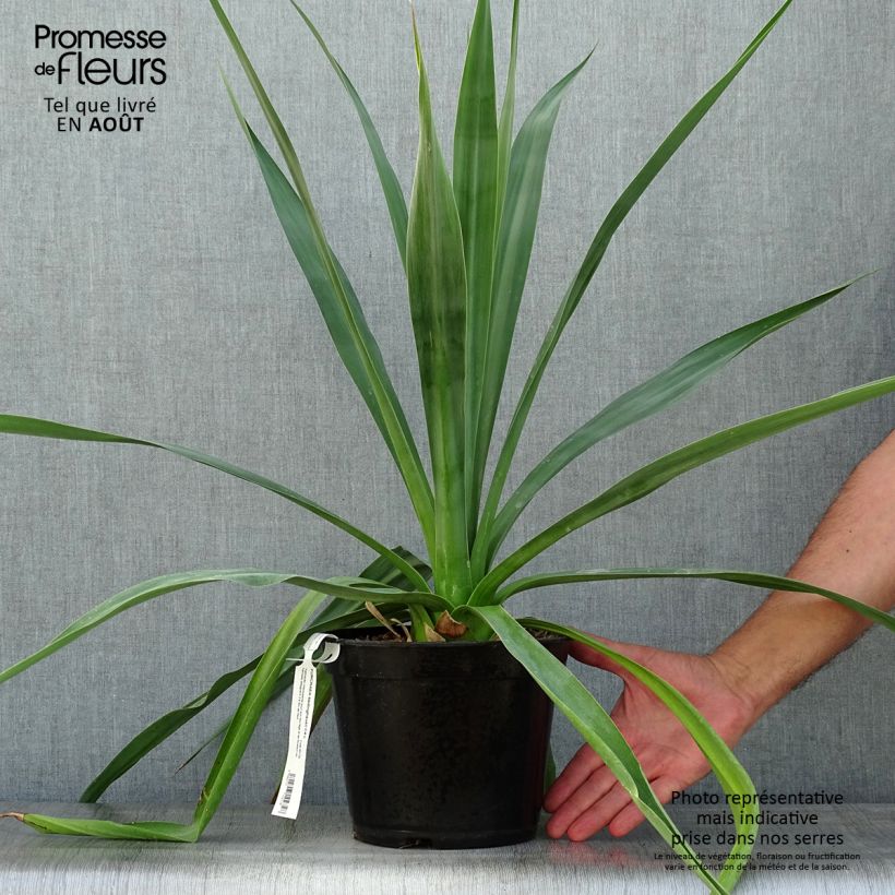 Furcraea bedinghausii 3L/4L pot sample as delivered in summer