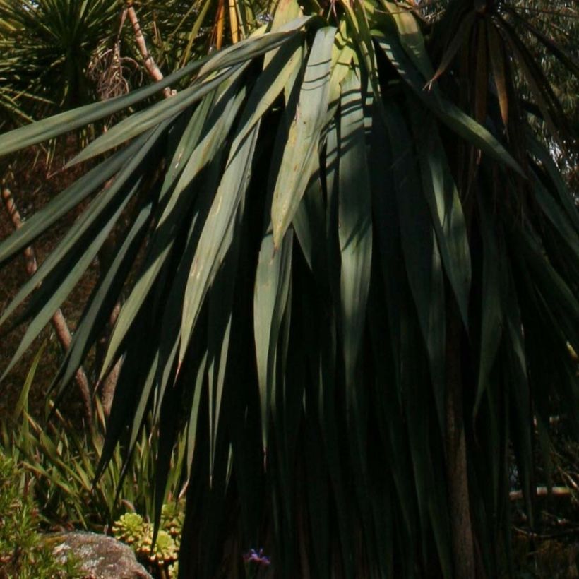 Furcraea longaeva (Foliage)